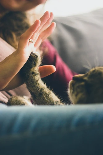 Financial planning for pet owners in Washington